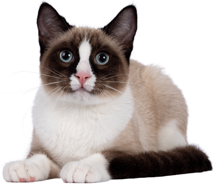 Snowshoe Cat Cutout