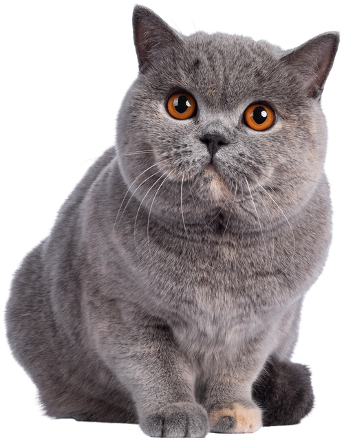 Tortie British Shorthair Cat Cutout