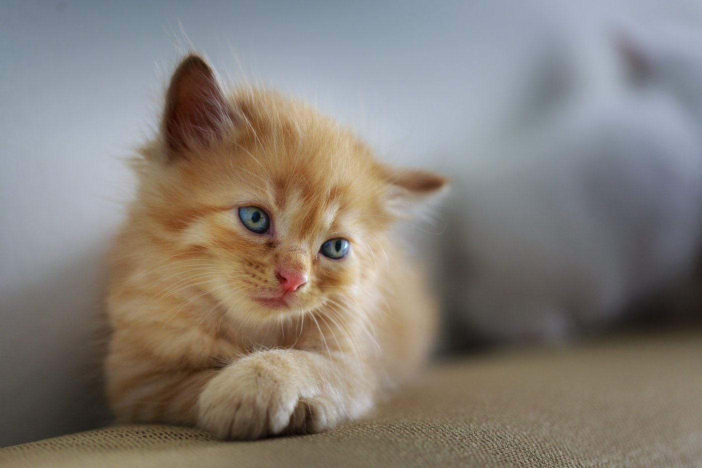 Brown Kitten Resting on a Couch