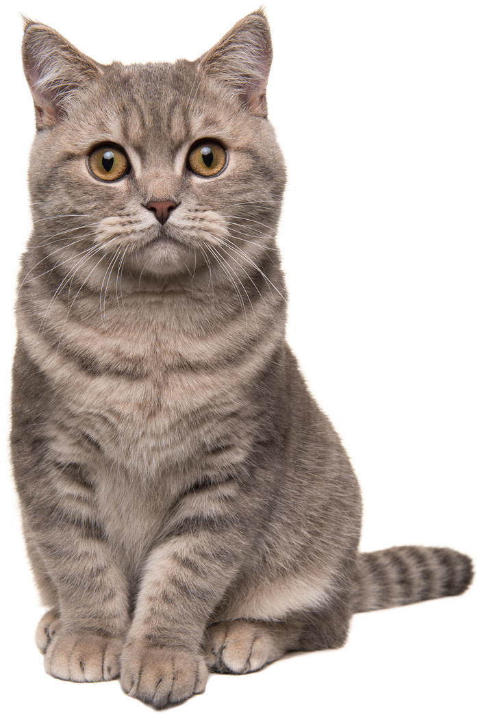 Gray British Shorthair Cat Sitting Portrait Cutout